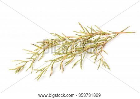 Flower Citronella Grass. Studio Shot Isolated On White