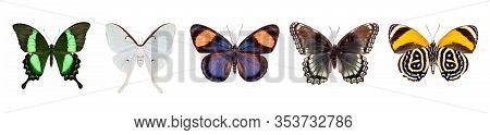 Set Of Beautiful And Colorful Butterflies Isolated On White.