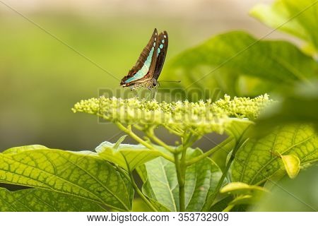 Blue Triangle Butterfly