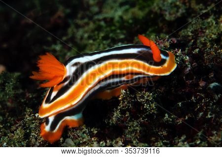 Chromodoris Magnifica, Colored Nudibranch From The Indopacic Region.