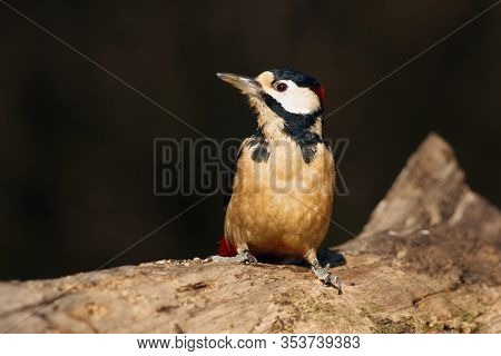 The Great Spotted Woodpecker ,dendrocopos Major, Sitting On The Tree Trunk In The Middle Of Forest W