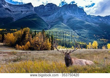 The city of Canmore is surrounded by the Rocky Mountains. Red deer resting  in a picturesque meadow. The concept of active, ecological and photo tourism