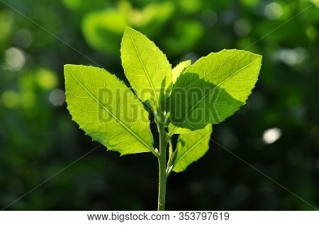 Green Leaf Back Light In The Morning