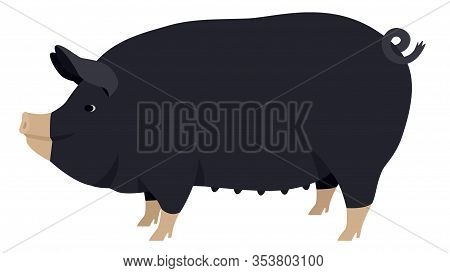 Farming Today The Berkshire Breed Of Domestic Pig Vector Illustration Isolated Object Set