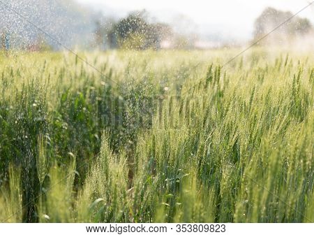 Green Ears Of Barley With Water Drops After Spraying Water System Close Up At Agricultural Field. Gr