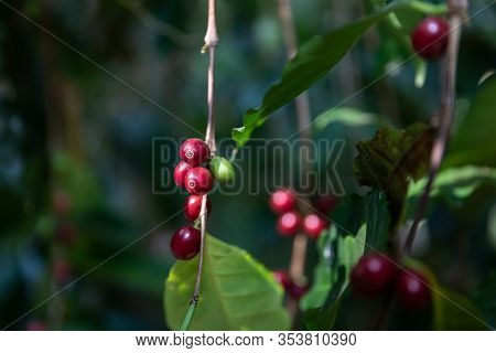 Close Up Of Typica Red Cherry Kind Of Coffee Bean On Branch By Planting Mixed Substances With Forest
