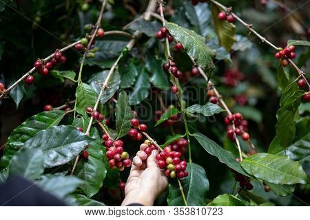 Kind Of Typica Coffee Berries On Branch With Agriculturist Hands By Planting Mixed Substances With F