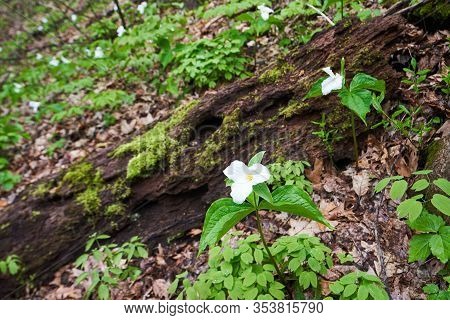 White Trillium Blooming On The Forest Floor Near A Rotting Log In Spring.
