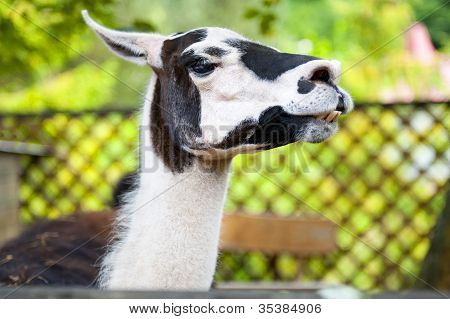 Lama