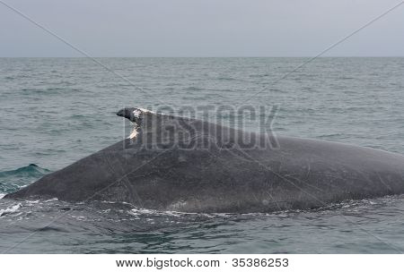 Pinna dorsale di una megattera