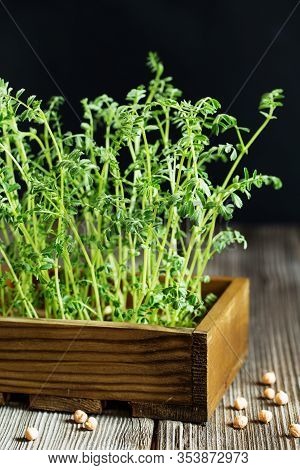 Fresh Greens On The Wooden Board Against Black Background. Close-up Of Chick-pea Microgreens In The