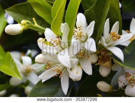 Neroli Orange Tree Flowers In The Garden Of Tenerife,canary Islands,spain.azahar Blossom.citrus Aura