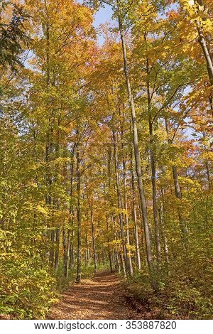 Forest Path In The Peak Of Fall At The Louis M Groen Nature Preserve In Johannesburg, Michigan