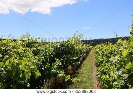 Vineyard In Summer At Martinborough. New Zealand