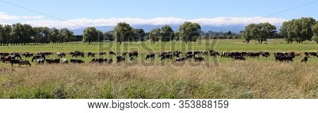 Cattle On The Meadow At Martinborough. New Zealand