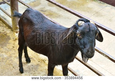 Bangkok, Th - Dec 13: Goat At Dusit Zoo On December 13, 2016 In Khao Din Park, Bangkok, Thailand. Du