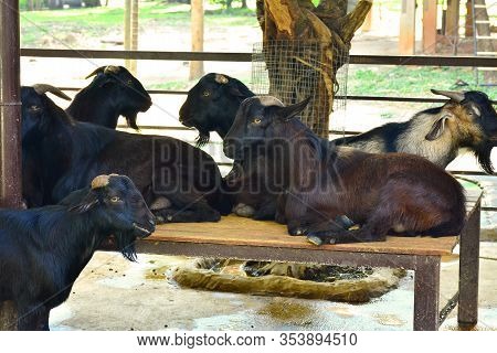 Bangkok, Th - Dec 13: Goat At Dusit Zoo On December 13, 2016 In Khao Din Park, Bangkok, Thailand. Du