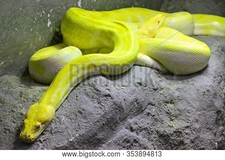 Bangkok, Th - Dec 13: Yellow Snake At Dusit Zoo On December 13, 2016 In Khao Din Park, Bangkok, Thai