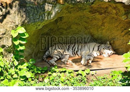 Bangkok, Th - Dec 13: White Tiger At Dusit Zoo On December 13, 2016 In Khao Din Park, Bangkok, Thail
