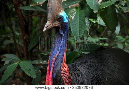 Nature Closeup Of A Southern Cassowary Outdoor