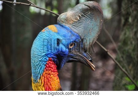 Nature Closeup Of A Southern Cassowary Outdoor