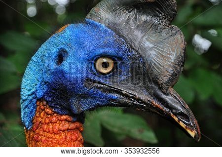 Nature Closeup Of A Southern Cassowary Outdoor