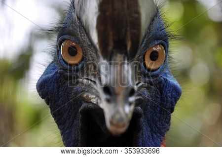 Nature Closeup Of A Southern Cassowary Outdoor