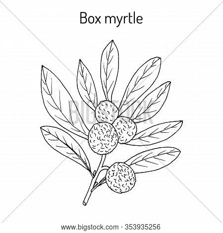 Box Myrtle, Bayberry, Or Kaphal Myrica Esculenta , Medicinal Plant. Hand Drawn Botanical Vector Illu