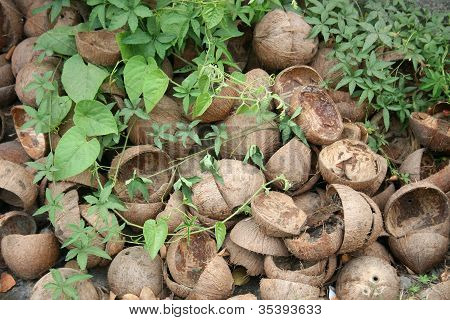 Scartato gusci di noce di cocco con edera