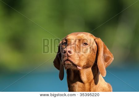 ภาพสุนัข vizsla