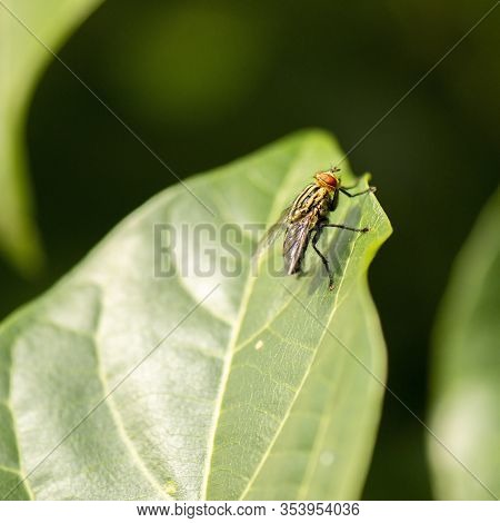 Yellow Flesh Fly