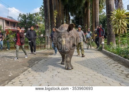 Rhino Taking A Walk In The Streets Of Sauraha In Nepal