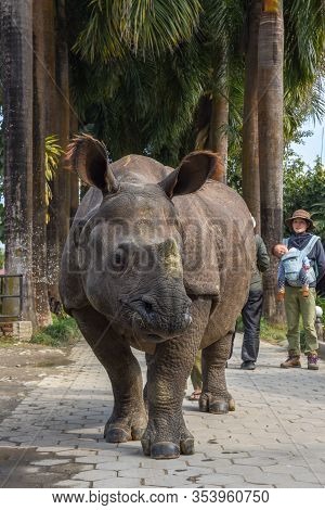 Rhino Taking A Walk In The Streets Of Sauraha In Nepal