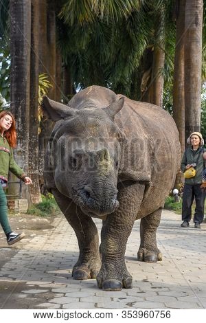 Rhino Taking A Walk In The Streets Of Sauraha In Nepal