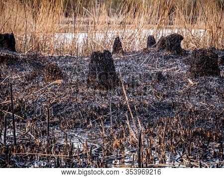 Burned Dry Reed In Vacaresti Natural Park, In Bucharest. Remains Of The Fire That Destroyed A Good P