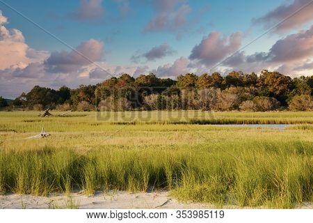 Green Grasses In A Saltwater Marsh By The Beach