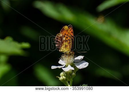 Beautiful Butterfly On Wild Flower.  Brenthis Daphne, Marbled Fritillary Butterfly Collecting Nectar