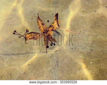 Dry Tilla Fruit And Laves Floating On The Surface Of Water In Autumn