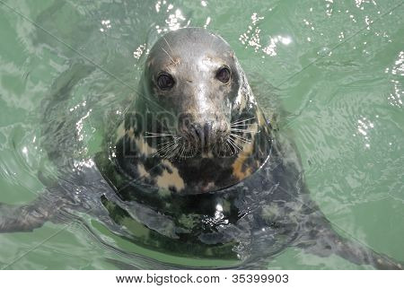 Grå sæl (halichoerus Grypus), Newquay havn, Uk