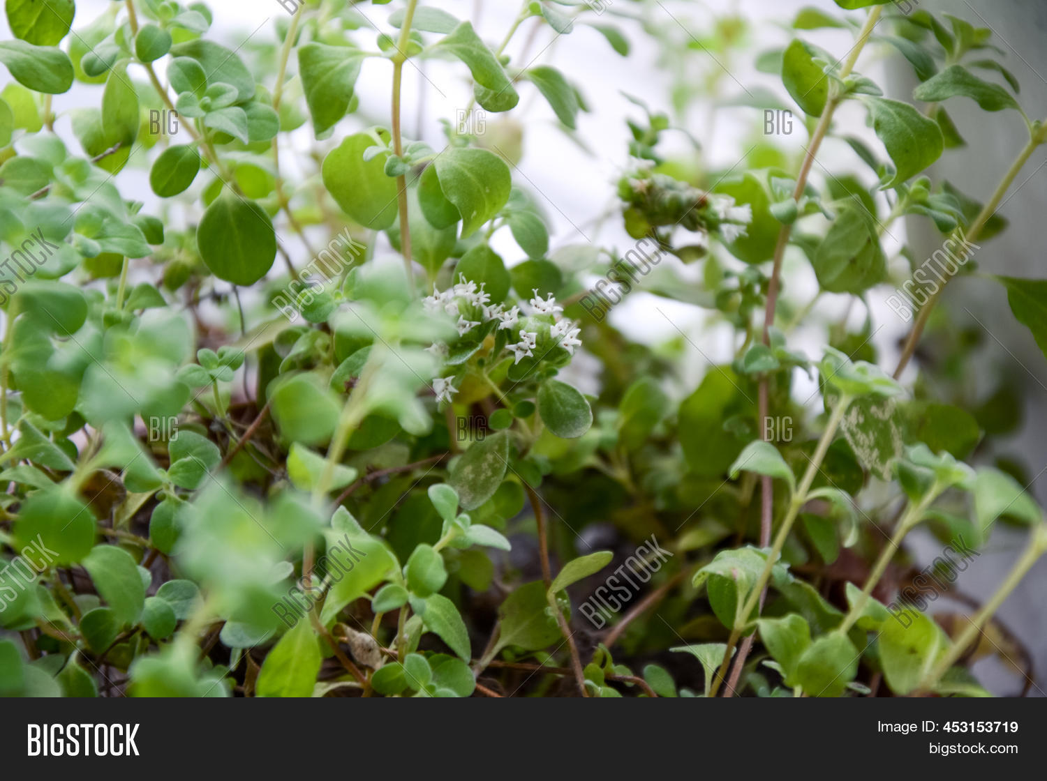 Marjoram Plant. Green Image & Photo (Free Trial) Bigstock