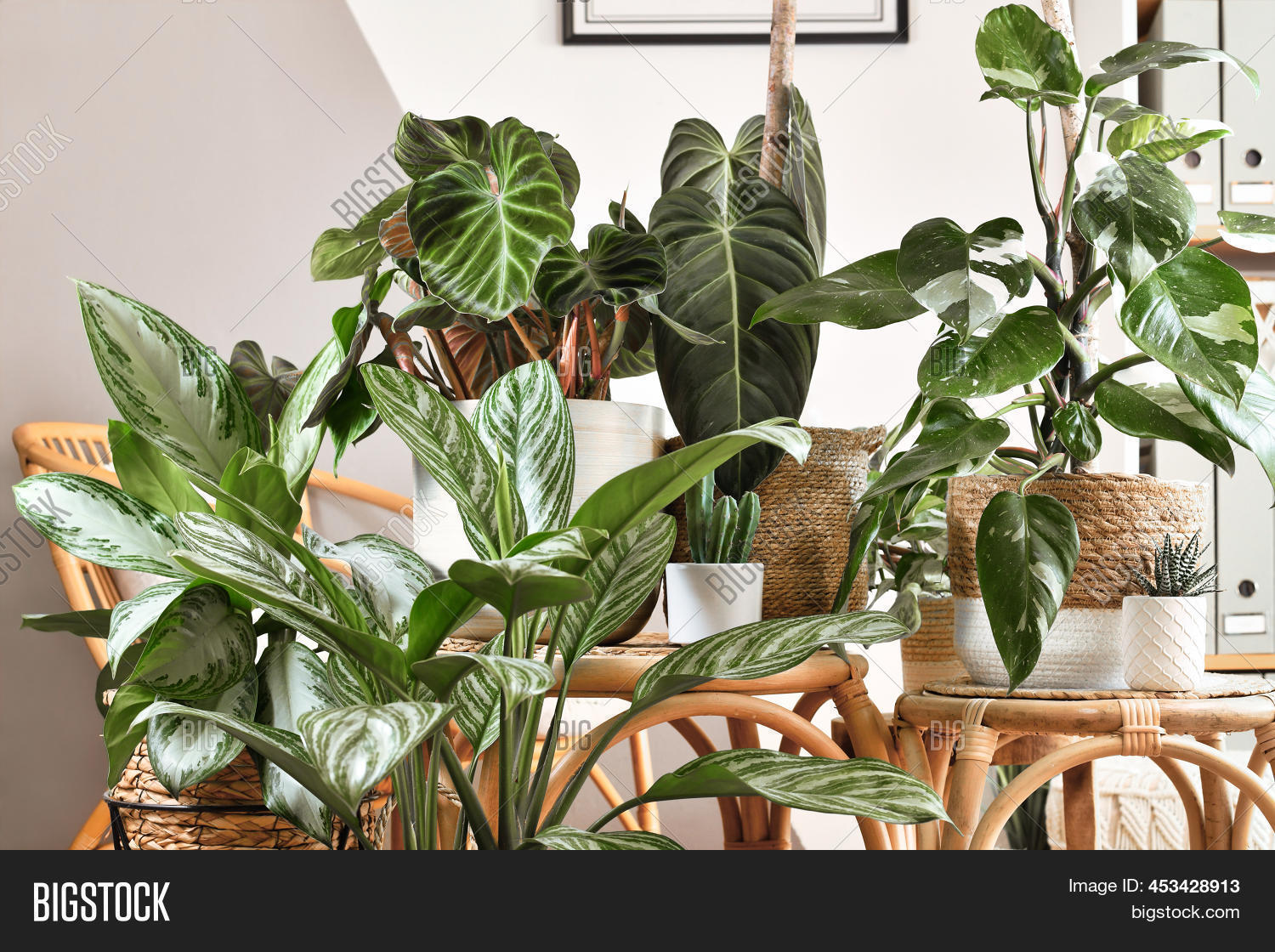 Urban Jungle. Image & Photo (Free Trial) Bigstock