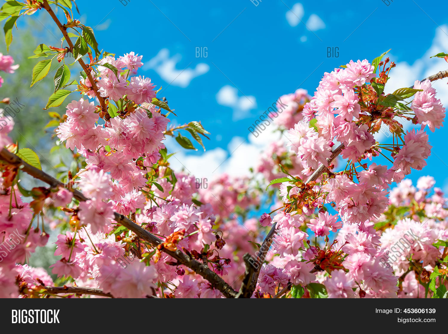 Branches Sakura Trees Image & Photo (Free Trial) Bigstock