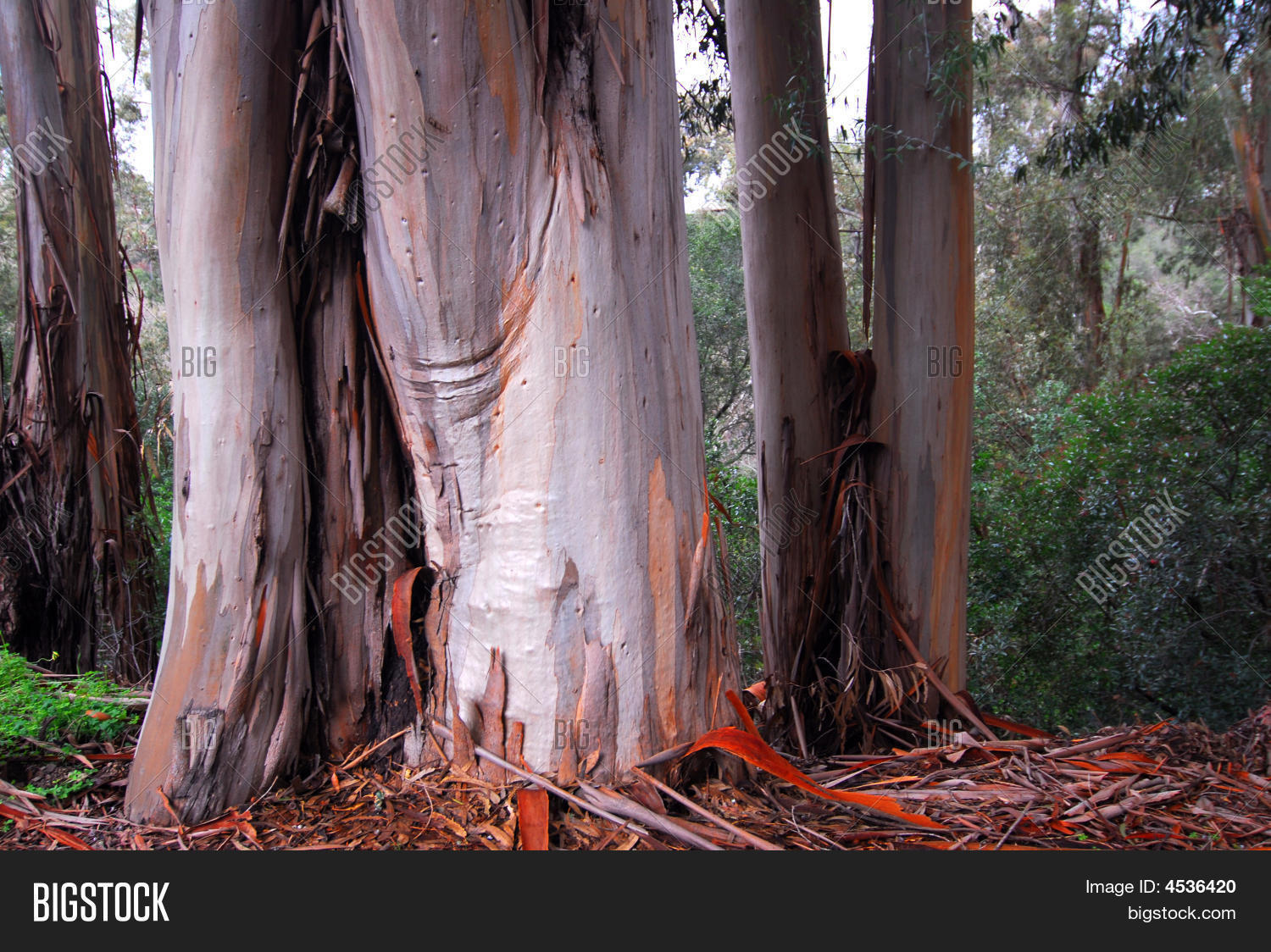 Eucalyptus Trees Image & Photo (Free Trial) Bigstock