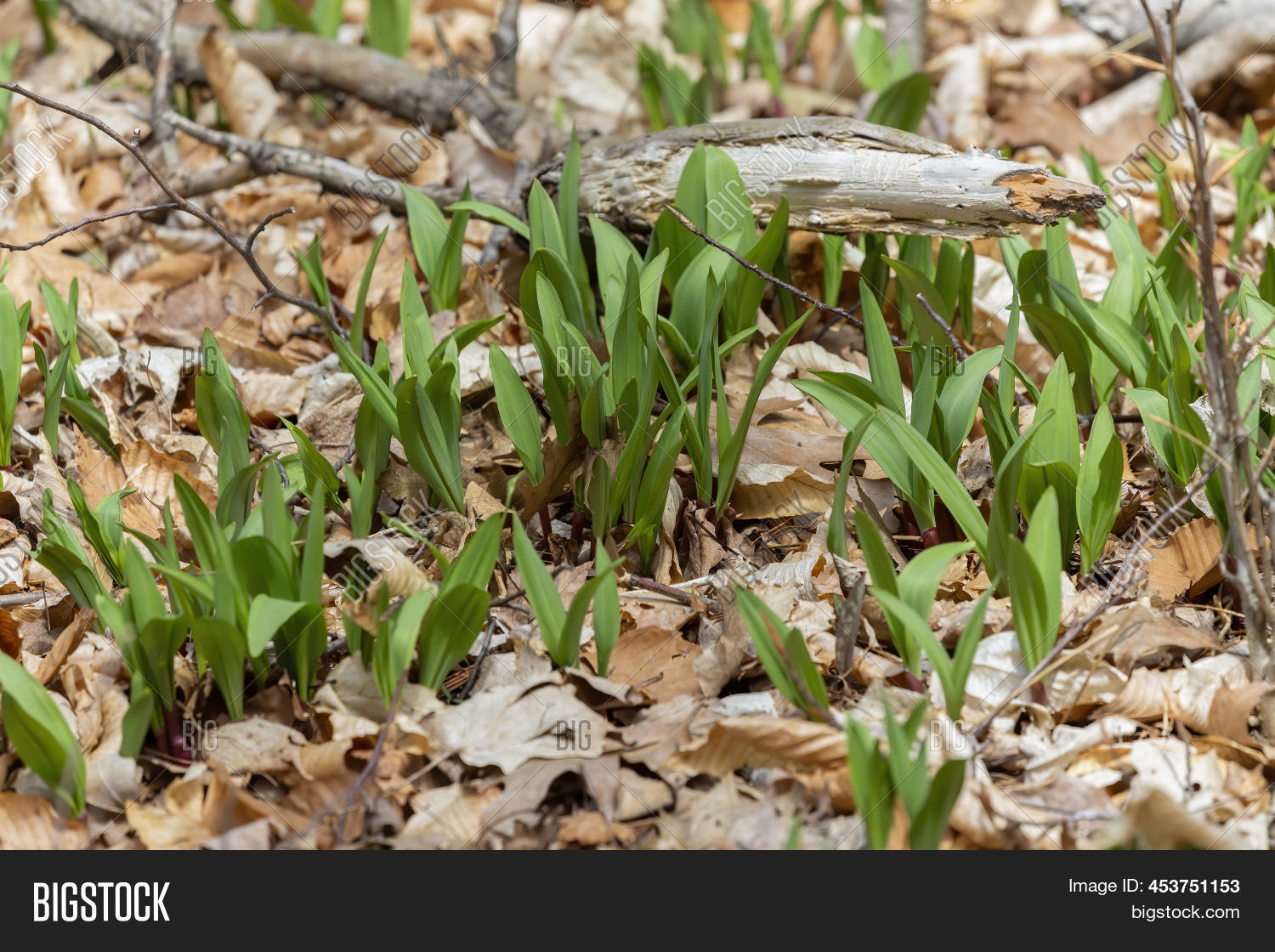 Wild Ramps Wild Image & Photo (Free Trial) Bigstock