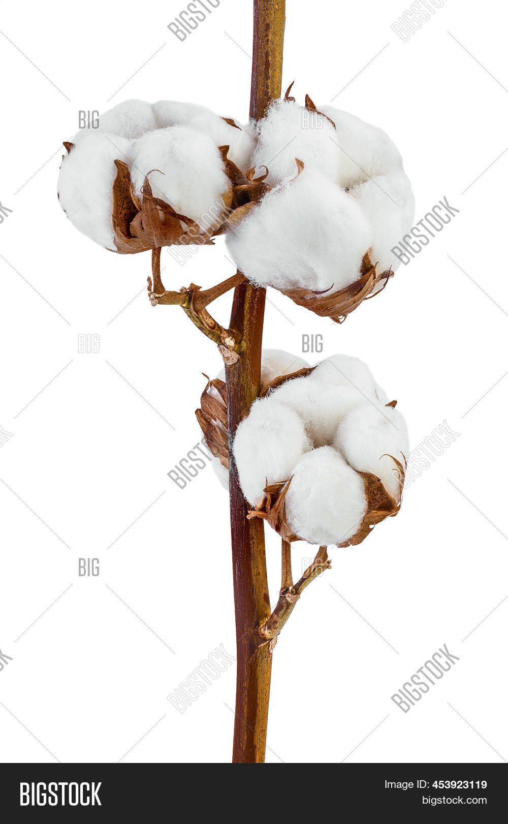 Cotton Plant Flower Image & Photo (Free Trial) Bigstock