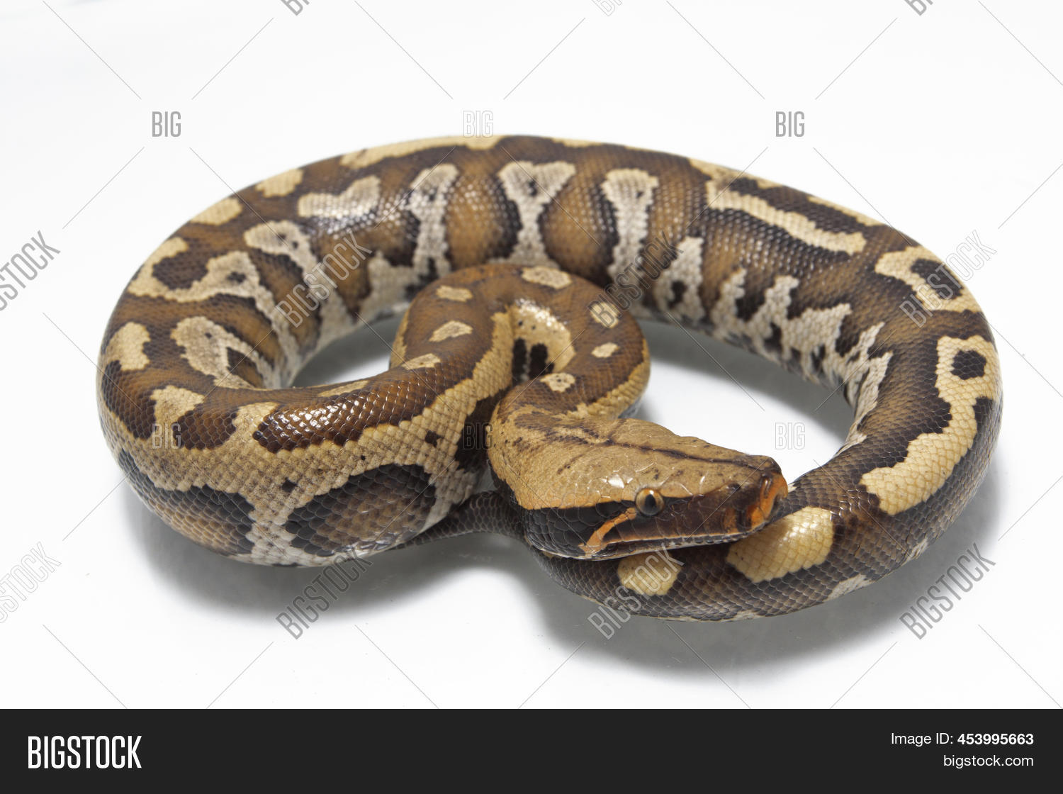 Sumatran Blood Python Image & Photo (Free Trial) | Bigstock