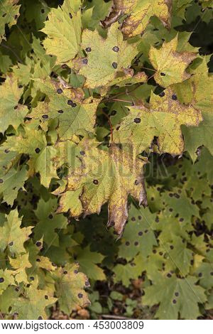 Maple Leaves Affected By A Fungus Pathogen Of Plants In The Park Area