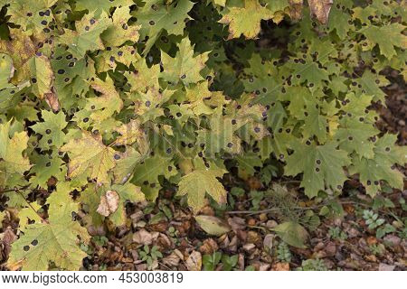Lot Of Maple Leaves Affected By The Pathogen Rhytisma Acerinum In The Form Of Black Spots
