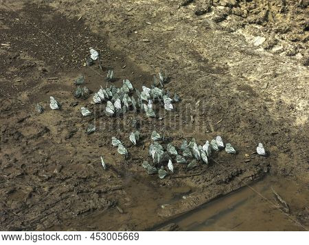 Cabbage Butterflies (pieris Brassicae) Gathered In A Heap On The Road