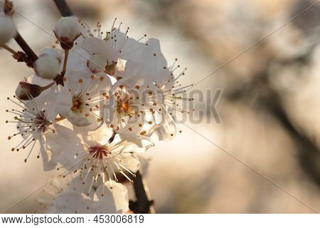 Blooming cherry flowers tree Nature background Nature flower background flower Nature background Nature flower macro flower sunset flower Nature flower Nature background flower Nature flower Nature background flower Nature flower Nature background.